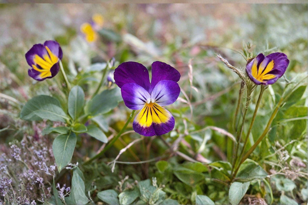 Helen Mount Johnny Jump Up Viola Tricolor Edible Flowers Seeds – Heirloom, Compact Annual, Multi-Colored Blooms