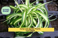 Curly Spider Plant Cuttings | Variegated Green & White ‘Bonnie’ | Chlorophytum comosum | Easy Care Indoor Houseplant