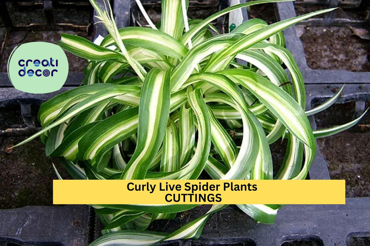 Curly Spider Plant Cuttings | Variegated Green & White ‘Bonnie’ | Chlorophytum comosum | Easy Care Indoor Houseplant