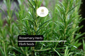 100 Seeds Rosemary Herb Pack, Salvia rosmarinus, Aromatic Culinary & Ornamental Plant for Gardens