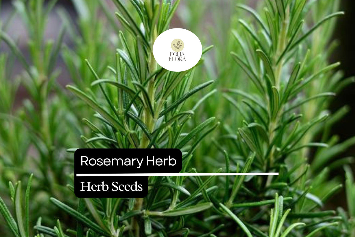 100 Seeds Rosemary Herb Pack, Salvia rosmarinus, Aromatic Culinary & Ornamental Plant for Gardens