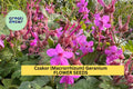 25+ Czakor Geranium Seeds – Magenta-Pink Groundcover, Drought-Tolerant Perennial, Geranium macrorrhizum for Garden, Borders & Shade