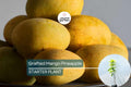 Grafted Mango Pineapple Tree Live Plant | Tropical Fruit Tree with Juicy Mango-Pineapple Flavor | Container-Friendly, Easy Care