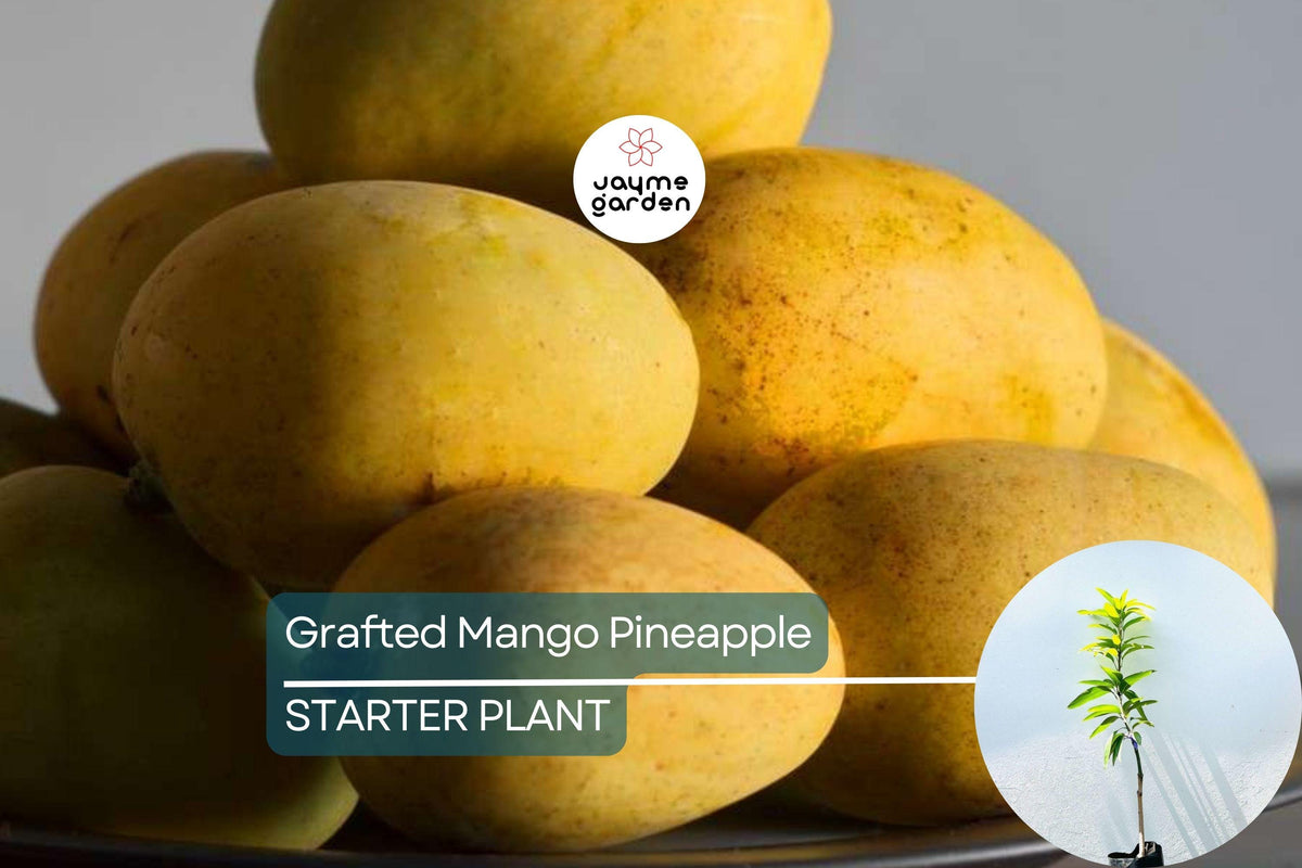 Grafted Mango Pineapple Tree Live Plant | Tropical Fruit Tree with Juicy Mango-Pineapple Flavor | Container-Friendly, Easy Care
