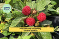 Prelude Red Raspberry Live Rooted Plant – Early Everbearing Rubus idaeus Fruit Shrub for Home Gardens