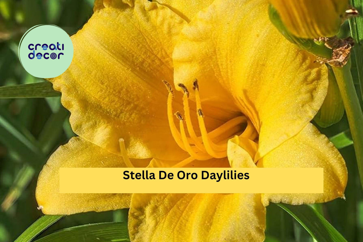 Set of 5 Stella De Oro Daylily Bare Root Plants | Perennial Garden Flowers with Bright Yellow Blooms | Hemerocallis ‘Stella de Oro’