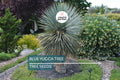 10 Blue Yucca Tree Seeds | Yucca rigida | Cold Hardy, Drought Tolerant, Desert Gardening, Ornamental Plant