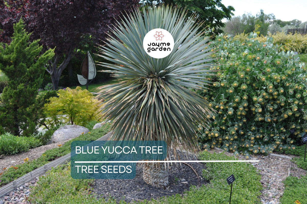 10 Blue Yucca Tree Seeds | Yucca rigida | Cold Hardy, Drought Tolerant, Desert Gardening, Ornamental Plant
