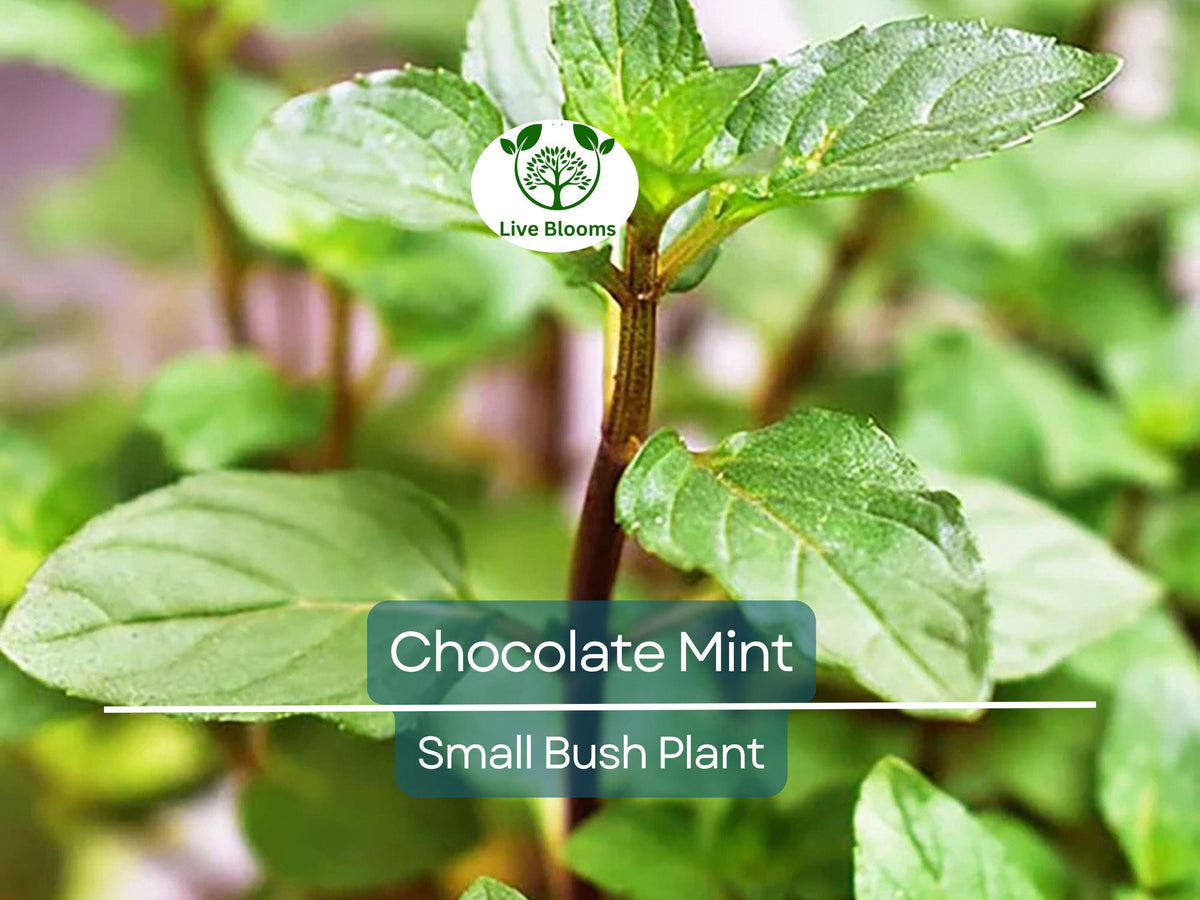 Chocolate Mint Herb Plant – 8" Small Bush Mentha x piperita for Tea, Cooking & Garnish, Aromatic, Easy to Grow