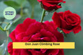 Don Juan Climbing Rose – Live Rooted Red Fragrant Rose Plant for Trellises, Fences & Gardens – Rosa ‘Don Juan’
