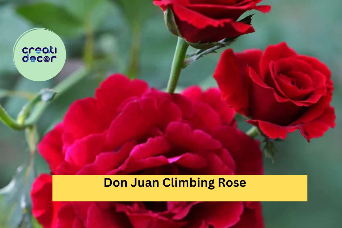 Don Juan Climbing Rose – Live Rooted Red Fragrant Rose Plant for Trellises, Fences & Gardens – Rosa ‘Don Juan’