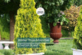 Golden Arborvitae Tree Seedling | 8-14" Live Evergreen Shrub for Privacy Hedges & Landscaping | Thuja plicata