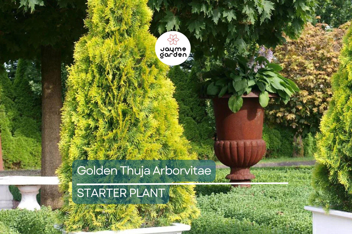 Golden Arborvitae Tree Seedling | 8-14" Live Evergreen Shrub for Privacy Hedges & Landscaping | Thuja plicata