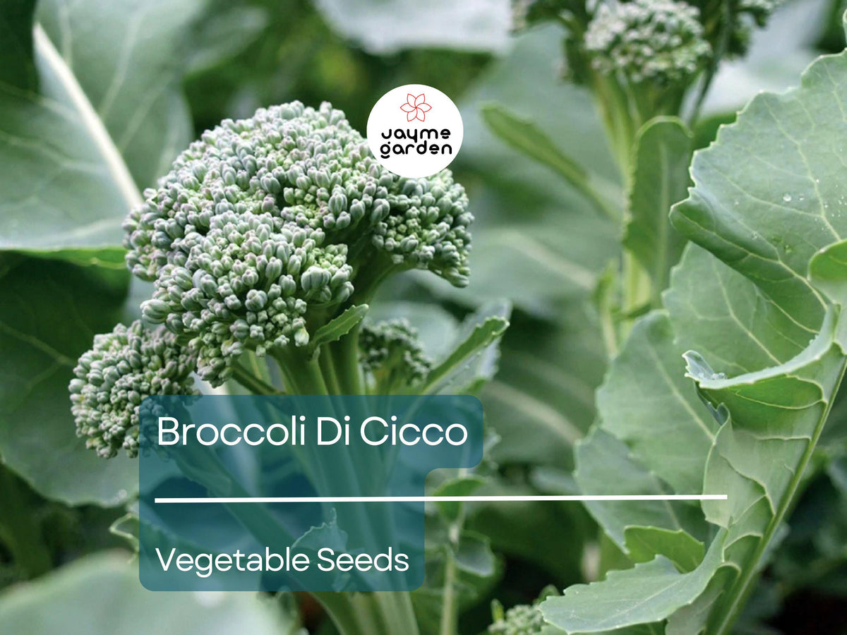Broccoli Seeds - Di Cicco Heirloom Non-GMO, Tender & Sweet, High-Yield Brassica oleracea for Fresh, Steaming & Stir-Fries