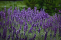 Vera Lavender Seeds, Fragrant English Herb, Lavandula angustifolia ‘Vera’ for Gardens, Crafts & Pollinators, 100 Pack