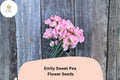 Emily Sweet Pea Seeds | Soft Pink Climbing Vine | Lathyrus odoratus Garden Flower Seeds (50+ Seeds)