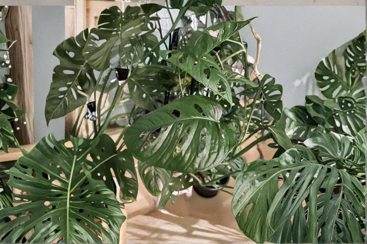 Monstera Adansonii Climbing Plant - 2 Cuttings with 2 Leaves Each - Swiss Cheese Plant, Tropical Indoor Foliage