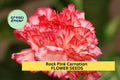 200+ Rock Pink Carnation Seeds – Bright Pink Ruffled Blooms for Garden Planting, Fragrant Flowers for Borders & Bouquets – USA