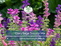 Clary Sage Tricolor Mix Seeds – Native Wildflower, Pollinator-Friendly, Non-GMO, Vibrant Blooms, Perennial Garden Seeds