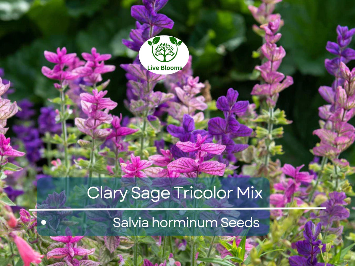 Clary Sage Tricolor Mix Seeds – Native Wildflower, Pollinator-Friendly, Non-GMO, Vibrant Blooms, Perennial Garden Seeds