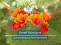 Dwarf Poinciana Seeds, Red Bird of Paradise, Mexican Flowering Plant, C. pulcherrima, Tropical Shrub, Vibrant Red Flowers, Non-GMO