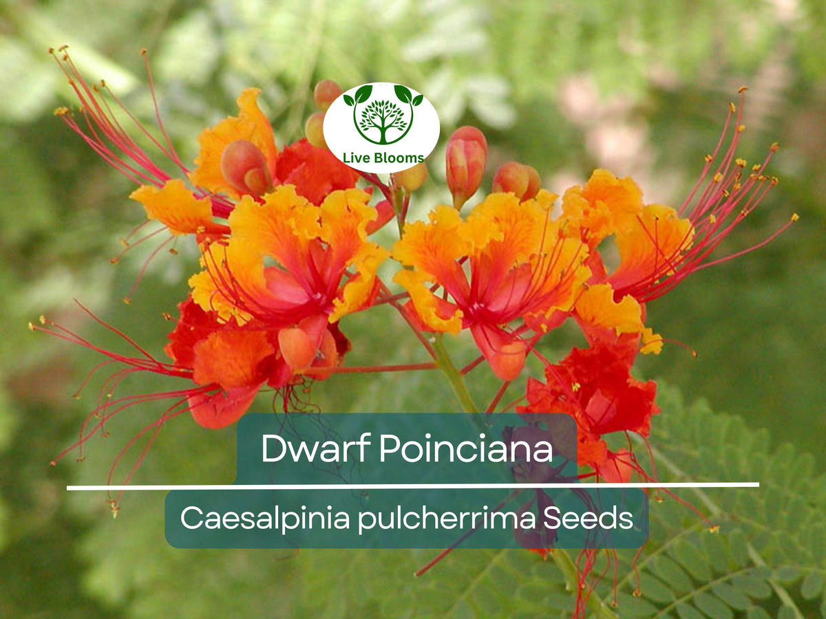 Dwarf Poinciana Seeds, Red Bird of Paradise, Mexican Flowering Plant, C. pulcherrima, Tropical Shrub, Vibrant Red Flowers, Non-GMO