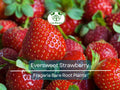 Eversweet Strawberry Plants – Bare Root Everbearing Fragaria × ananassa – Large, Juicy, Sweet Berries, Heat Tolerant, Productive