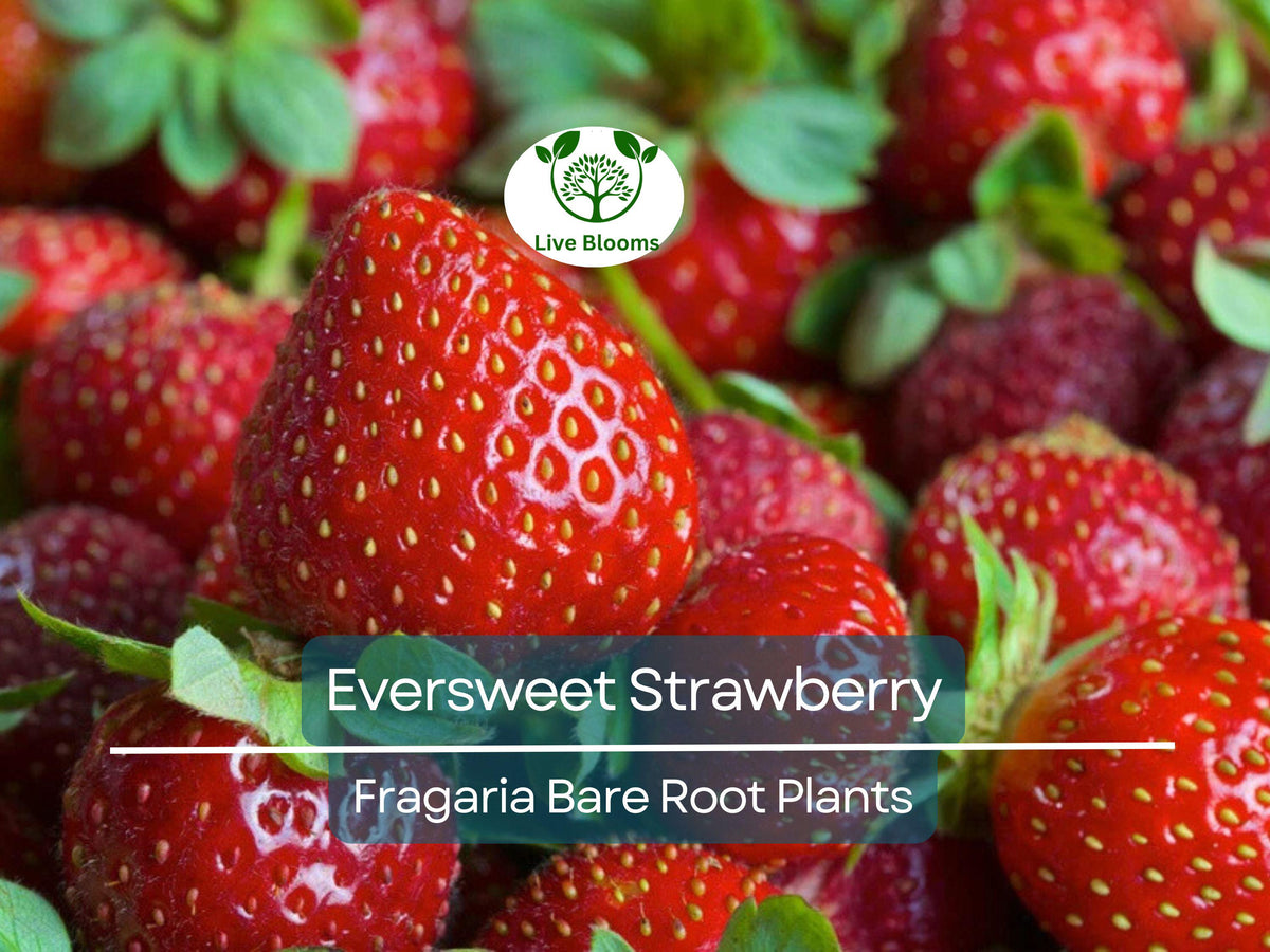 Eversweet Strawberry Plants – Bare Root Everbearing Fragaria × ananassa – Large, Juicy, Sweet Berries, Heat Tolerant, Productive