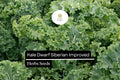 300 Seeds Kale Dwarf Siberian Improved Brassica oleracea Non-GMO Heirloom Cold-Hardy Greens for Winter Gardening
