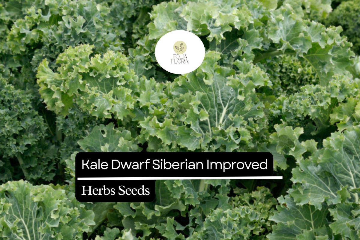 300 Seeds Kale Dwarf Siberian Improved Brassica oleracea Non-GMO Heirloom Cold-Hardy Greens for Winter Gardening