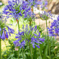 African Blue Agapanthus Live Plant – Bareroot Lily of the Nile – Blue Blooms – Perennial Garden Plant