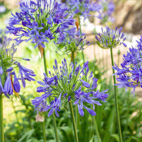 African Blue Agapanthus Live Plant – Bareroot Lily of the Nile – Blue Blooms – Perennial Garden Plant