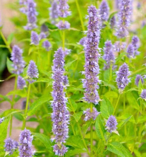 Live Blue Fortune Agastache Plant – Perennial in 1 Pint Pot, Lavender-Blue Flowers, Pollinator Magnet, Drought Tolerant, Fragrant, Hardy