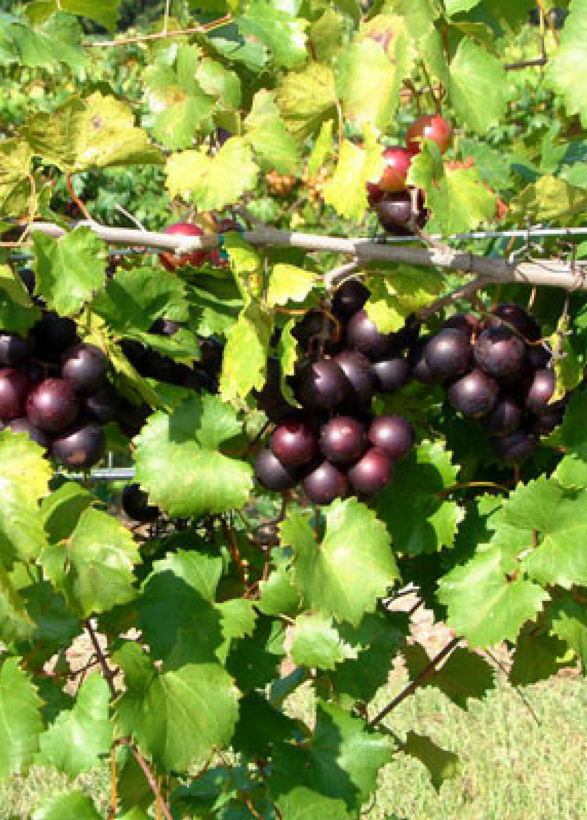 Muscadine Grape 'Alachua' (Vitis rotundifolia)