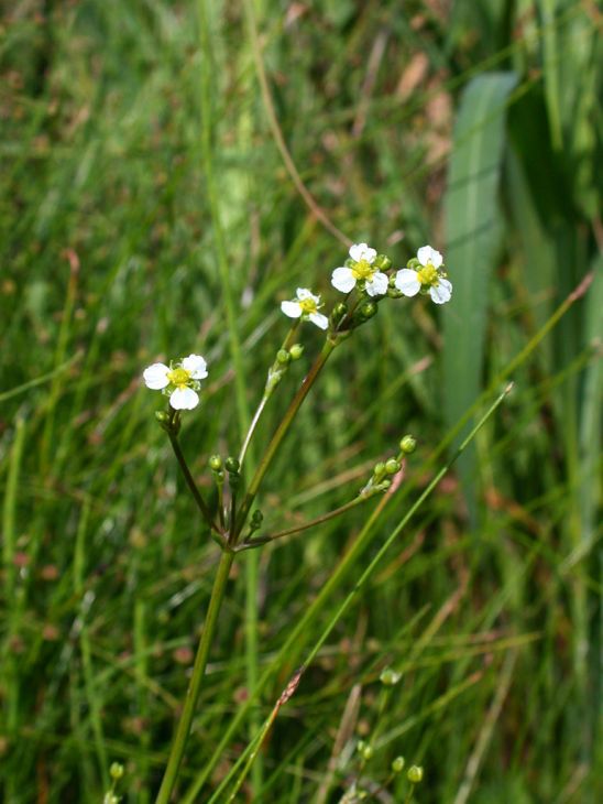Alisma Triviale Seeds (300) Northern Water Plantain – Native Aquatic Wetland Plant for Ponds & Bog Gardens