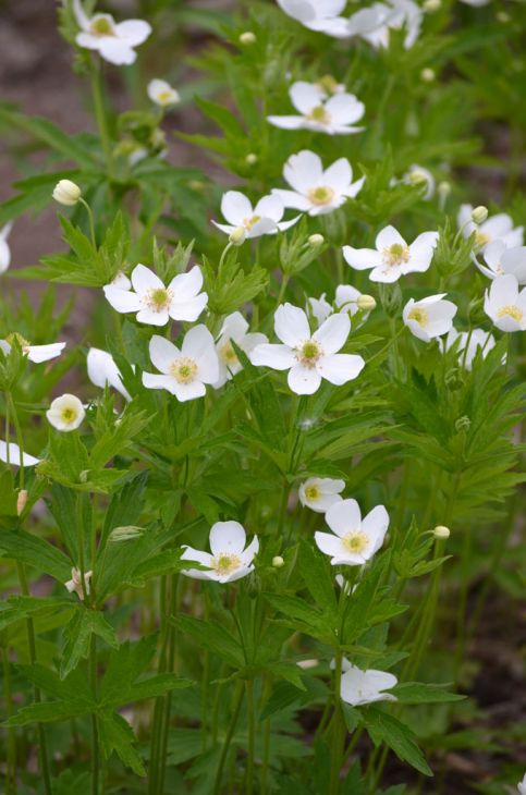 Anemone Canadensis Seeds (100) - Canada Anemone Native Perennial Wildflower