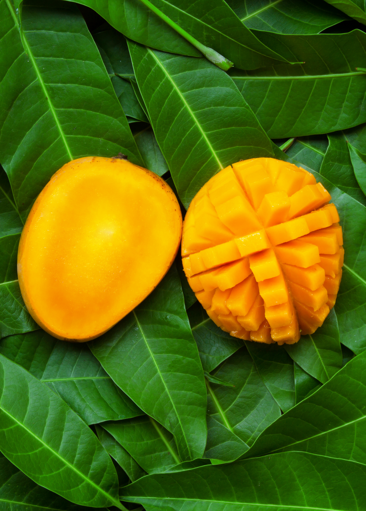 Mango 'Angie' (Mangifera indica)