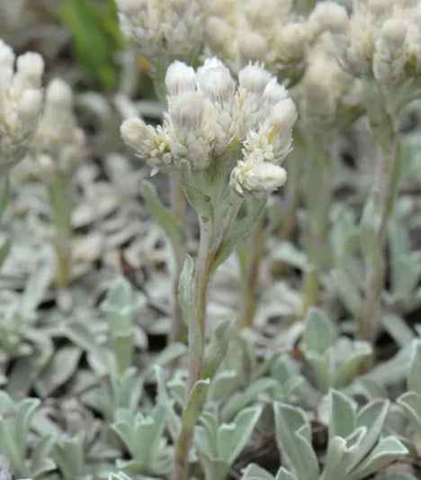 Antennaria parvifolia Seeds – Pussytoes Wildflower, Non-GMO Perennial Groundcover for Pollinator Gardens