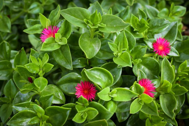 Aptenia cordifolia Cuttings – Baby Sun Rose Ice Plant Succulent Stems for Groundcover, Pots & Gardens, Red Pink Flowers, Drought Tolerant