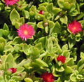 Aptenia Cordifolia Red Apple Cuttings – Unrooted 4-6” Succulent Ground Cover for Landscaping & Drought Tolerance