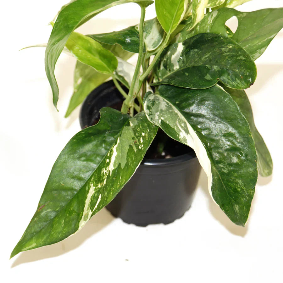 Rare Epipremnum Pinnatum Variegated Albo Cutting – Live Rooted Aroid Houseplant, Variegated Climbing Plant, Indoor Jungle Plant