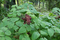 Aralia racemosa Seeds – American Spikenard Native Woodland Perennial Pollinator Friendly Herbal Medicinal Seeds