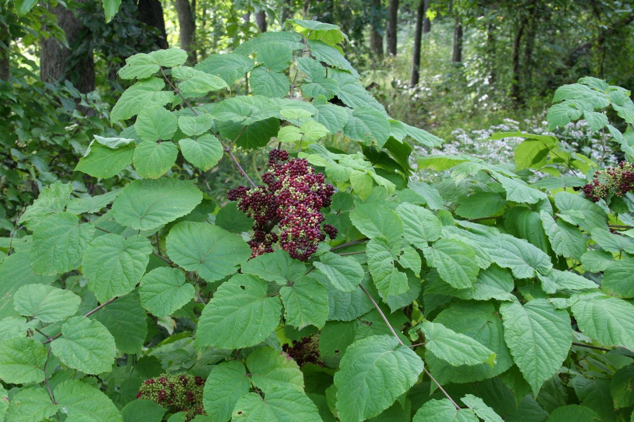 Aralia racemosa Seeds – American Spikenard Native Woodland Perennial Pollinator Friendly Herbal Medicinal Seeds