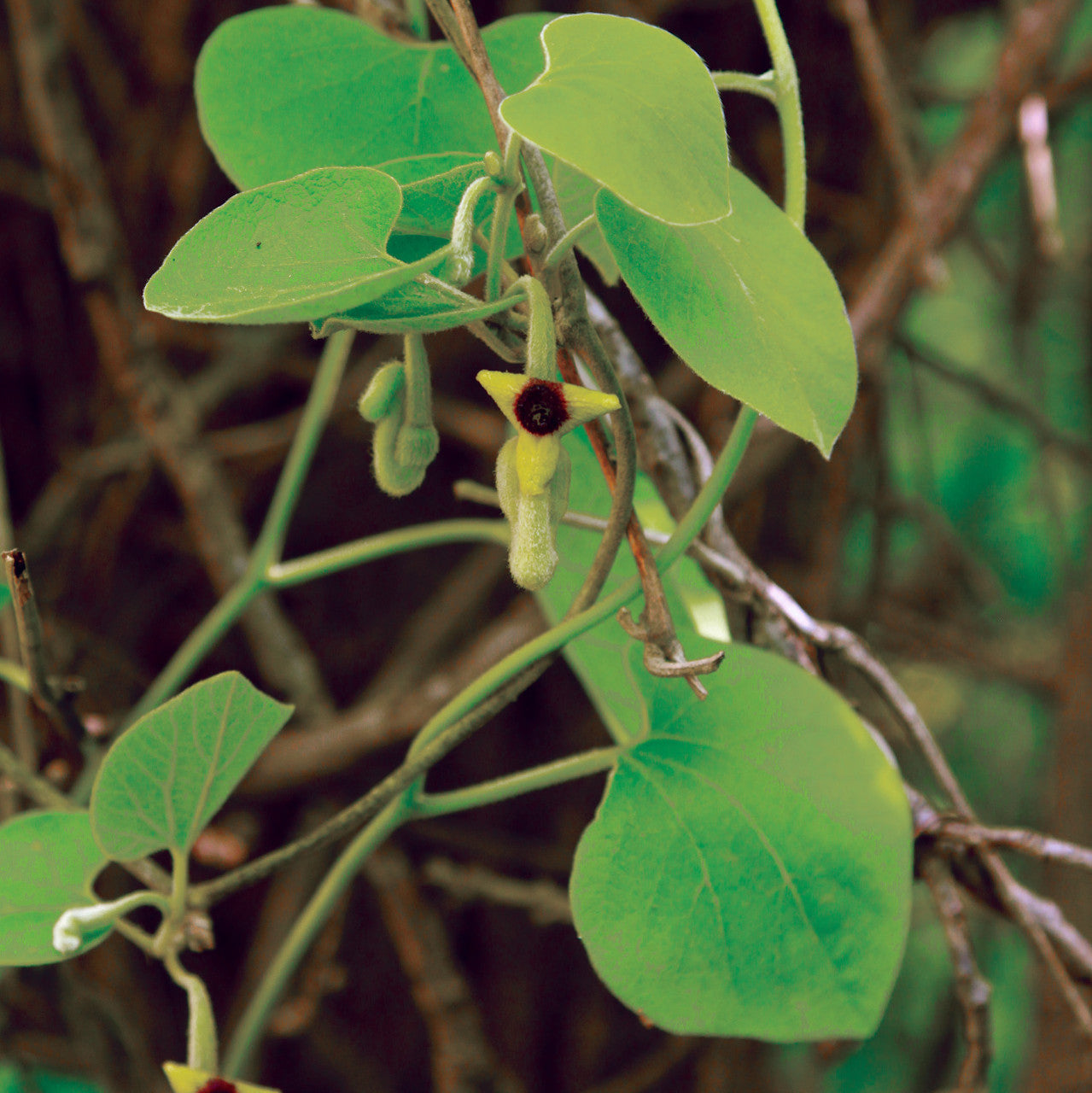 Aristolochia tomentosa Seeds – Dutchman’s Pipevine Climbing Vine Native Host Plant for Pipevine Swallowtail Butterfly