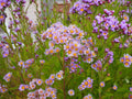 6 Tatarian Aster Plants Roots - Hardy Perennial with Lavender Blooms - Pollinator-Friendly, Cold-Hardy, Deer-Resistant, Low Maintenance