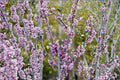 Eastern Redbud Live Plants - 2ft Tall Pink Purple Flowering Tree Cercis canadensis for Gardens and Landscapes