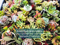 20 Assorted Succulent Cuttings Pack | 18 Varieties for Propagation, Indoor & Outdoor Gardening, Easy to Grow, Unrooted Succulents