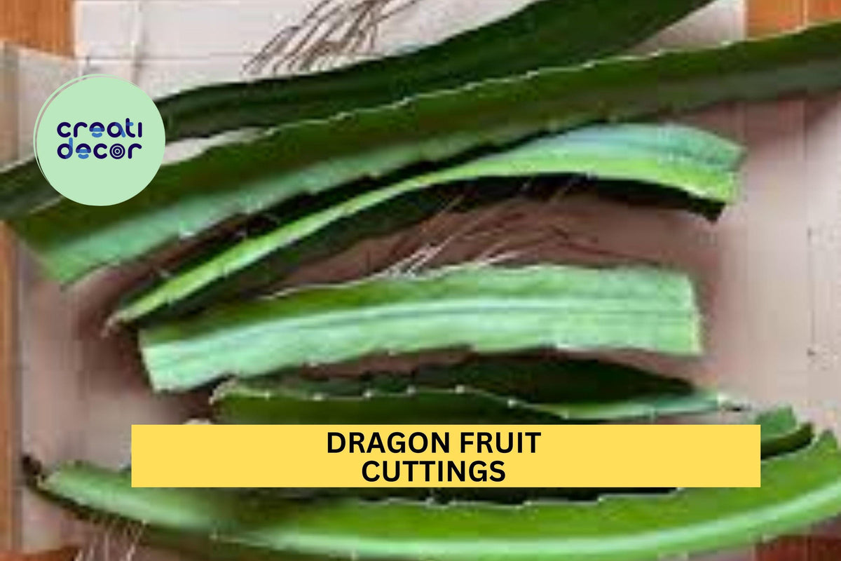 Dragon Fruit Cuttings – 8–14" Hylocereus Cactus Stems for Growing in Pots, Trellises, or Gardens