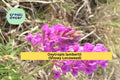 Showy Locoweed Seeds – 25 Native Wildflower Seeds, Drought-Tolerant Perennial, Pollinator-Friendly, Oxytropis lambertii
