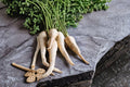 Parsnip Seeds – All American Heirloom Pastinaca sativa – Long, Smooth Roots for Fall Harvest and Cold Hardiness